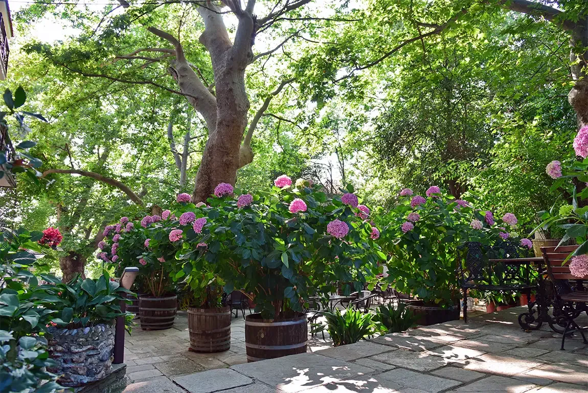 Ξενοδοχείο Φιλοξένια-Πορταριά-Πήλιο. Η Πλατεία.